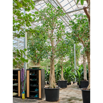 Ficus altissima Stem (102x650cm)