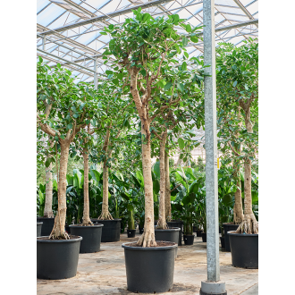 Ficus altissima Stem (122x630cm)