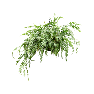 Epiphyllum anguliger Hanging plant (38x60cm)