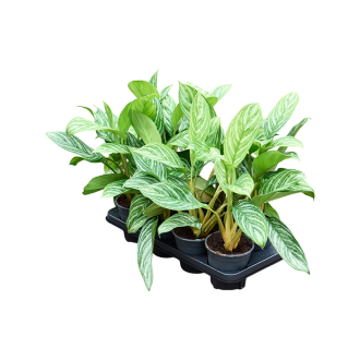 Aglaonema ´Stripes´ 8/tray Tuft (14x40cm)