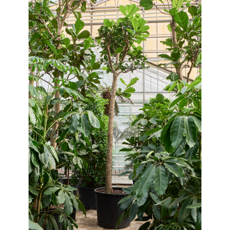 Ficus lyrata Stem (88x550cm)
