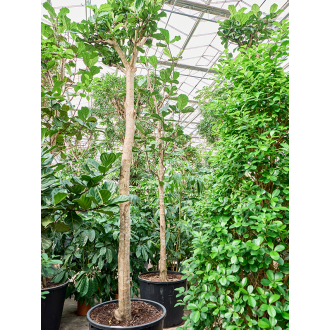 Ficus lyrata Stem (88x450cm)