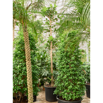 Ficus lyrata Stem (88x450cm)