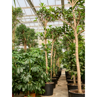 Ficus lyrata Stem (88x550cm)