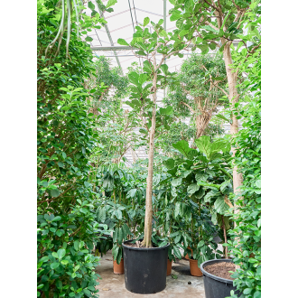 Ficus lyrata Stem (88x450cm)