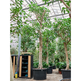 Ficus altissima Stem (122x575cm)