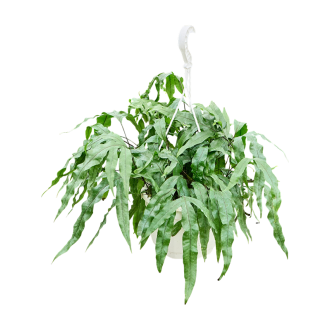 Microsorum diversifolium Hanger (20x40cm)