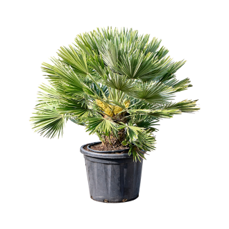 Chamaerops humilis ´Vulcano´ Stem (50x100cm)