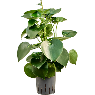 Peperomia polybotrya ´Raindrop´ (15x40cm)-hydroponie