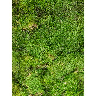 Platmos Forest green (balení pro = ca. 2.4 m²)