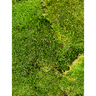 Platmos Forest green (4 windowbox = ca 2 m²)