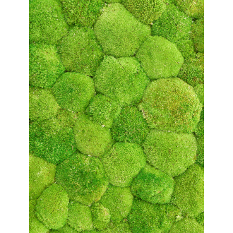 Bolmos Light green (4 windowbox = ca 0.64 m²)