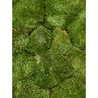 Moodmos Moss green (4 windowbox = ca 0.64 m²)