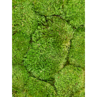 Moodmos Light green (balení pro = ca. 0,7 m²)