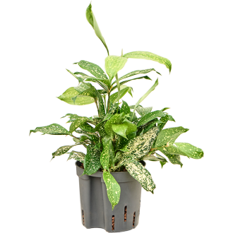 Dracaena godseffiana ´Florida beauty´ Tuft (13x35cm)-hydroponie