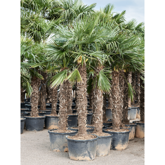 Trachycarpus fortunei (260-300) Stem (140-160) (65x275cm)-v-zemině