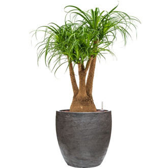 Algar Couple Grey (54x54cm)