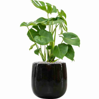 Balloon  Black (43x43cm)