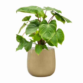 Balloon  Cream Beige (31x31cm)