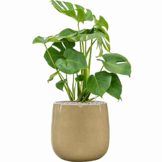 Balloon  Cream Beige (56x56cm)