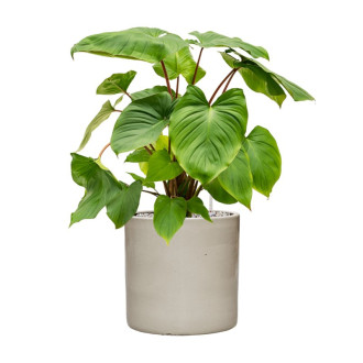 Cylinder Cream White (30x30cm)