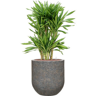 Naturescast Couple šedý s vložkou (31x35cm)