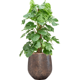 Opus Hit Darcy Gold s vložkou (59x69cm)