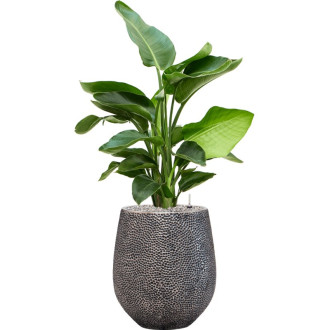 Opus Hit Darcy Silver s vložkou (45x48cm)