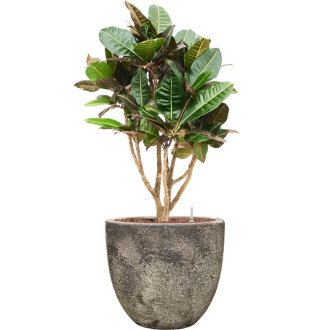 Sandora Couple Brown (36x34cm)