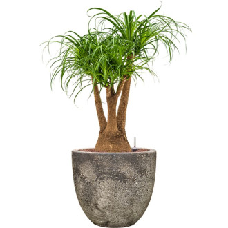 Sandora Couple Brown (45x42cm)