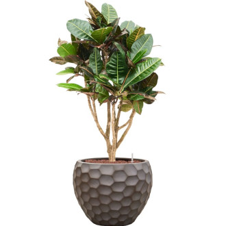 Tortuga Couple hnědý (40x31cm)