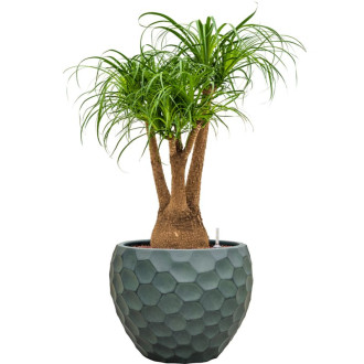 Tortuga Couple zelený (40x31cm)