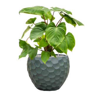 Tortuga Couple zelený (51x40cm)