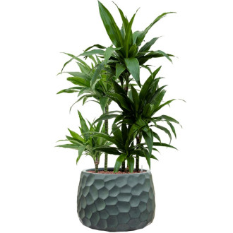 Tortuga Darcy zelený (54x39cm)